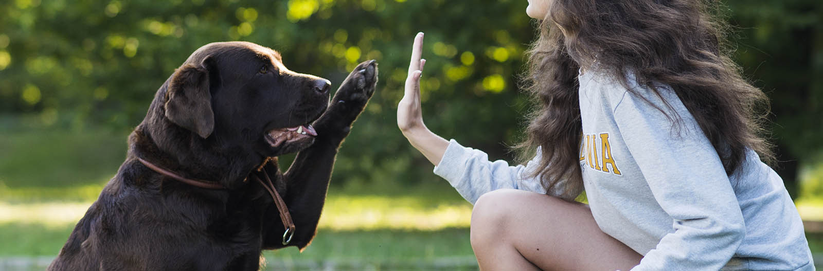 Dueña dando la mano a su perro labrador chocolate